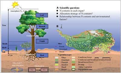 Allometry and Distribution of Nitrogen in Natural Plant Communities of the Tibetan Plateau